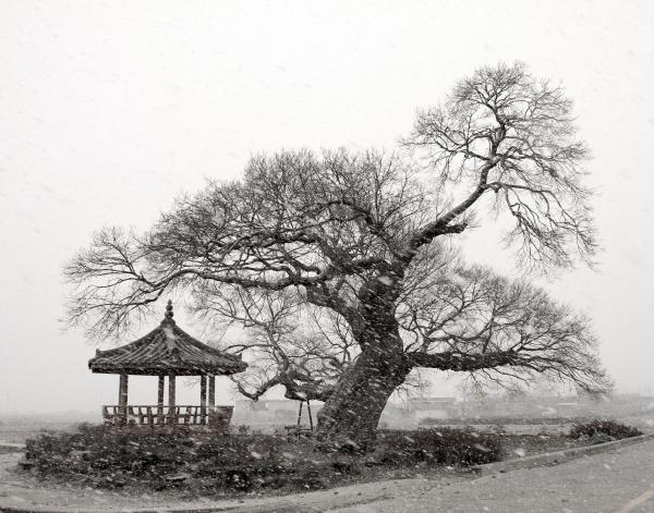 북품한설의 한들버드나무